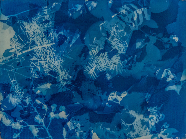 Cyanotype of various forest floor plants