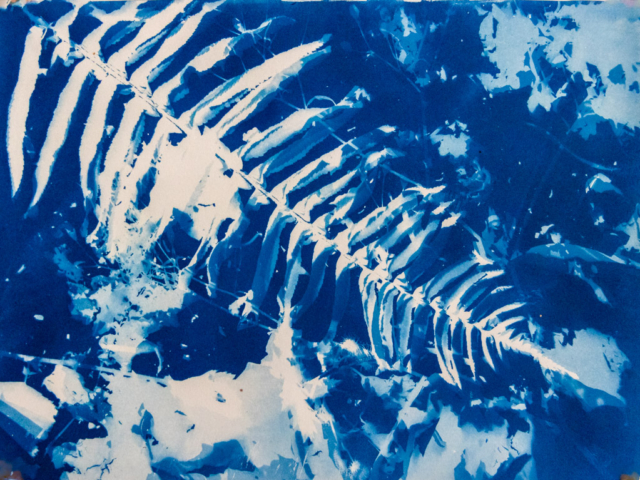 Cyanotype of fern and leaf mold