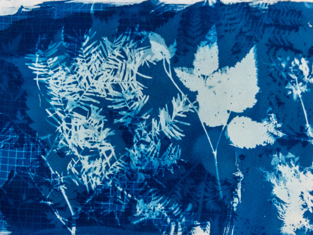 Cyanotype of hemlock, blackberry, stinging nettle, and yellow rocket