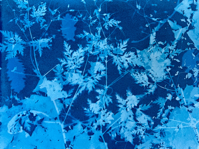 Cyanotype of Herb Robert, cones, Leaf Mold
