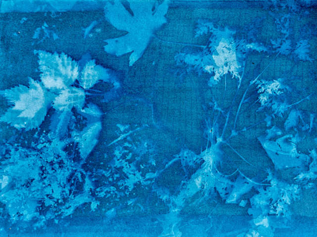 Cyanotype of Maple leaf, Herb Robert, Leaf Mold, Blackberry leaves