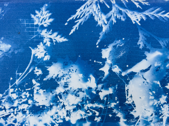 Cyanotype of found plant material leaf debris, cedar twigs, herb Robert