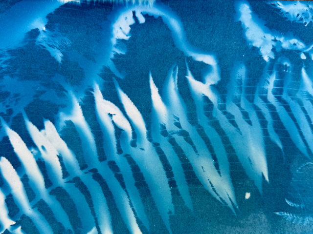 Cyanotype of found moss, ferns and leaf debris in the forest