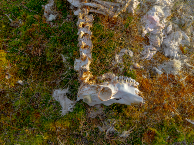 Photograph of a reindeer&#039;s white bones against the autumn orange and green tundra