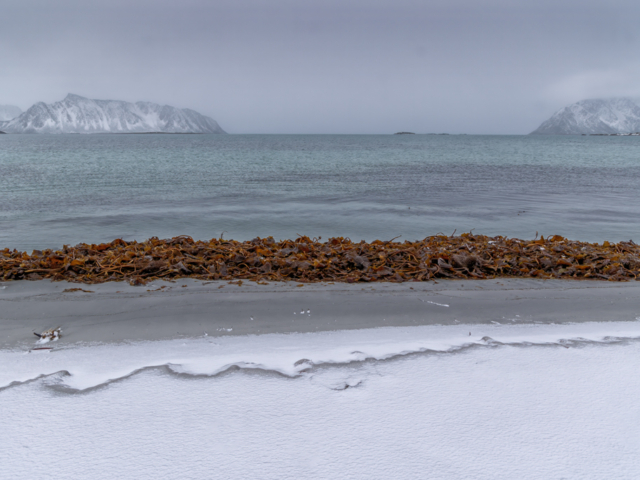 Photograph of a flat bay with snowy hills marking the entrance, and beach of orange kelp and blue ice