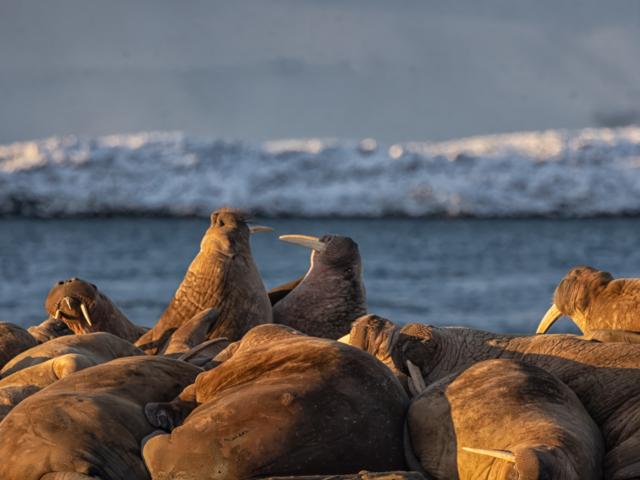 Photograph of a herd of walrus with two walrus threatening each other with their tusks.