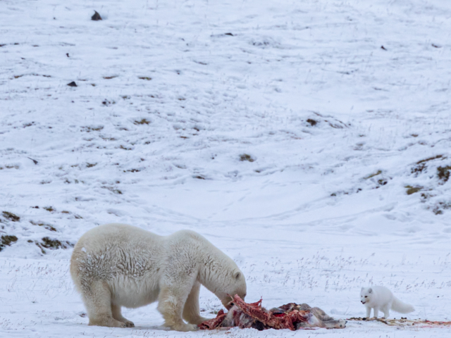 Photograph of a female polar bear eating a reindeer while an envious fox watches