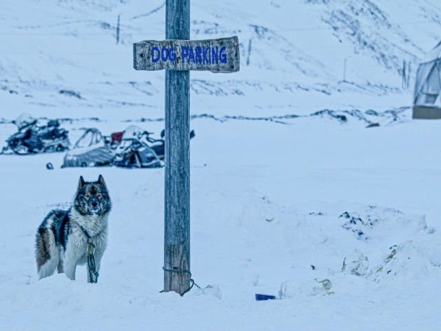 Dog Parking post for dog parking with a sled dog tied to it in a snowy field in Longyearbyebn