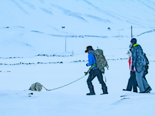 Guide and Bear Dog A guide armed with a rifle and a bear dog leads a small group of tourists on a hike into the mountains. The guide is equipped with a flare gun and a rifle for polar bear protection.