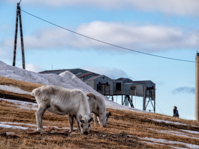 Reindeer in Spring Two arctic reindeer graze fearlessly in along a road in Longyearbyen Svalbard