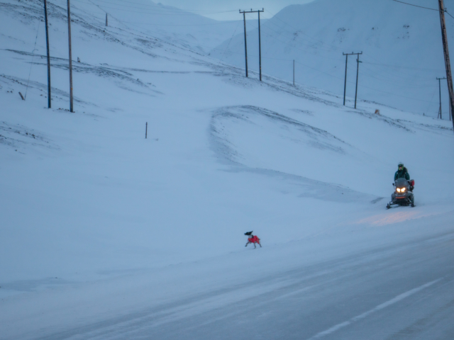 Walking the Dog Small dog in a red coat runs in front of its master who is on a snowmobile during the blue season in Svalbard