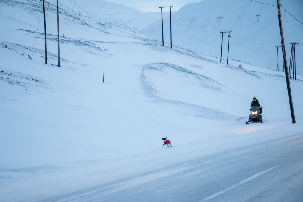 Walking the Dog Svalbard-Style The first time I saw a dog being "walked" by their person on a snowmobile, I didn't know what to think. It was not uncommon, and the dogs seemed fine with it. But for sure this was the tiniest dog I saw taken out for its run in this manner. The noise of snowmobiles is everywhere in winter.